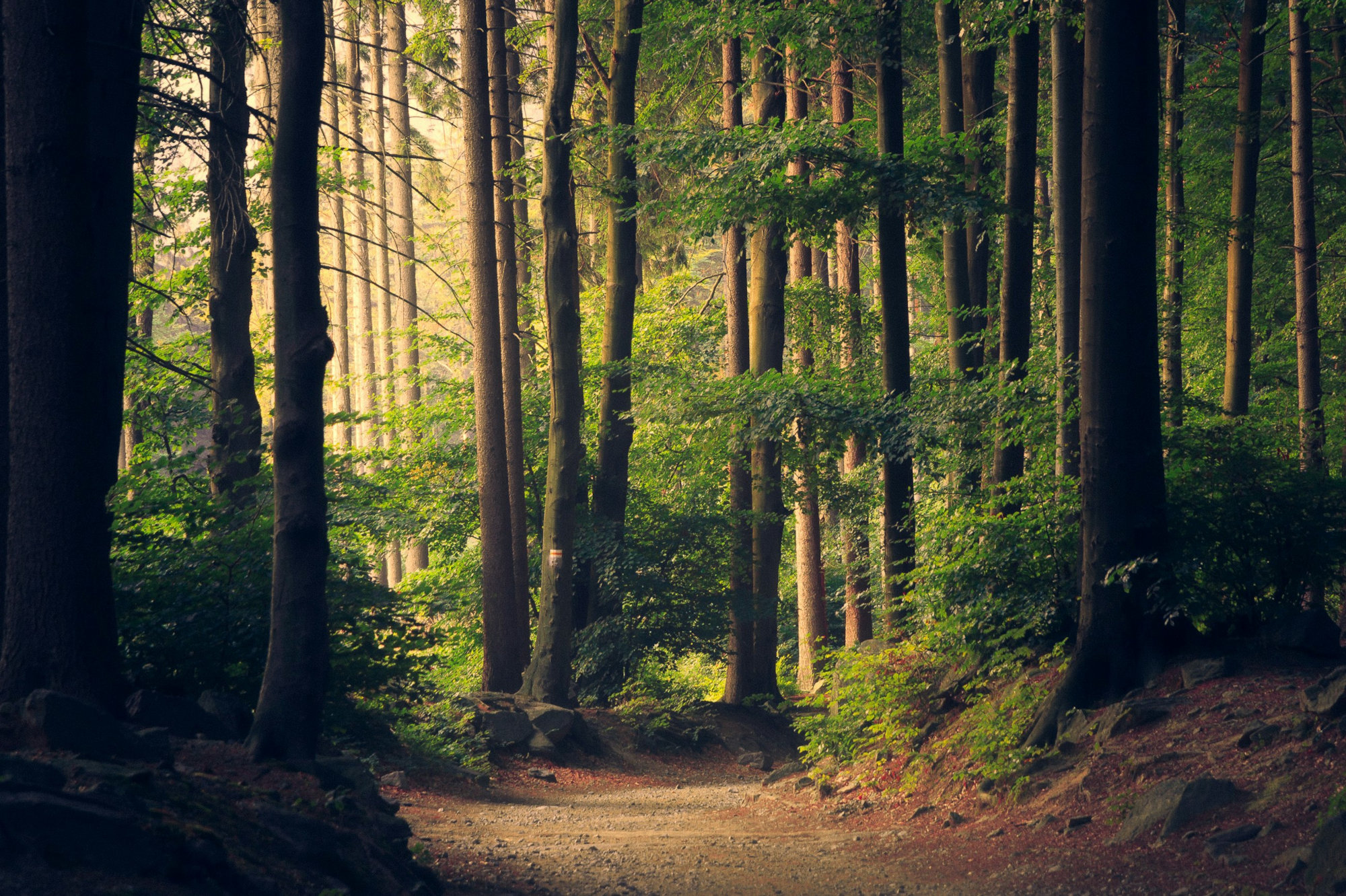 Dark lush forest and leaves